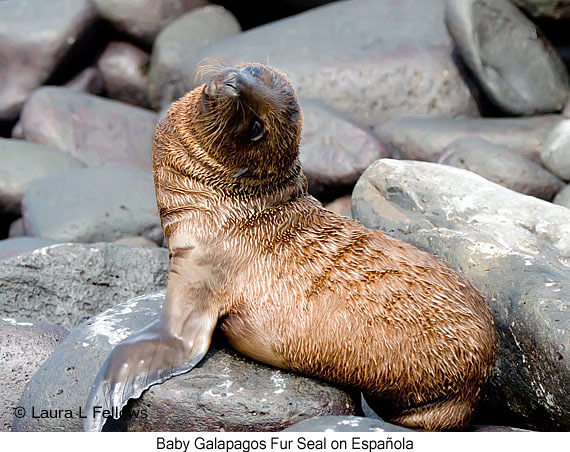 Galapagos Fur Seal - © Laura L Fellows and Exotic Birding LLC