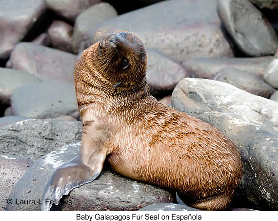 Galapagos Fur Seal - © Laura L Fellows and Exotic Birding LLC Galapagos Fur Seal - © Laura L Fellows and Exotic Birding LLC