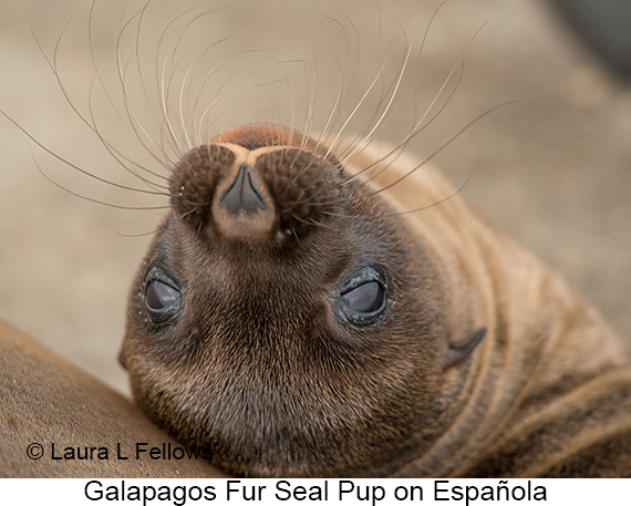 Galapagos Fur Seal - © James F Wittenberger and Exotic Birding LLC