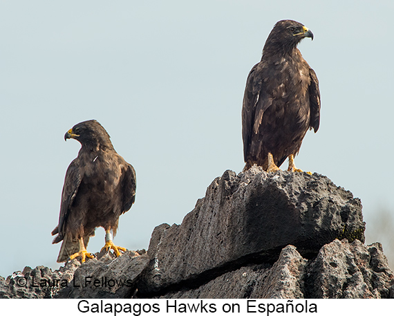 Galapagos Hawk - © James F Wittenberger and Exotic Birding LLC