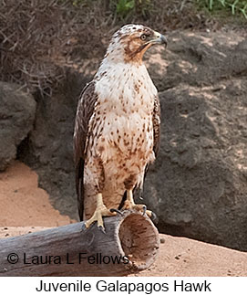 Galapagos Hawk - © Laura L Fellows and Exotic Birding LLC