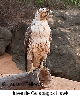 Galapagos Hawk - © Laura L Fellows and Exotic Birding LLC Galapagos Hawk - © Laura L Fellows and Exotic Birding LLC