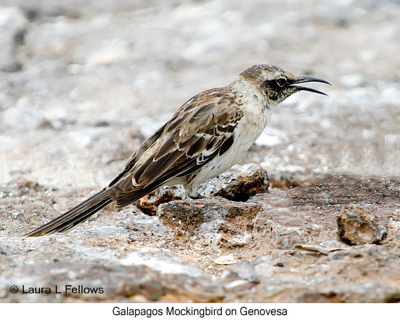 Galapagos Mockingbird - © James F Wittenberger and Exotic Birding LLC