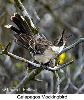 Galapagos Mockingbird - © Laura L Fellows and Exotic Birding LLC Galapagos Mockingbird - © Laura L Fellows and Exotic Birding LLC