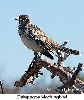 Galapagos Mockingbird - © Laura L Fellows and Exotic Birding LLC