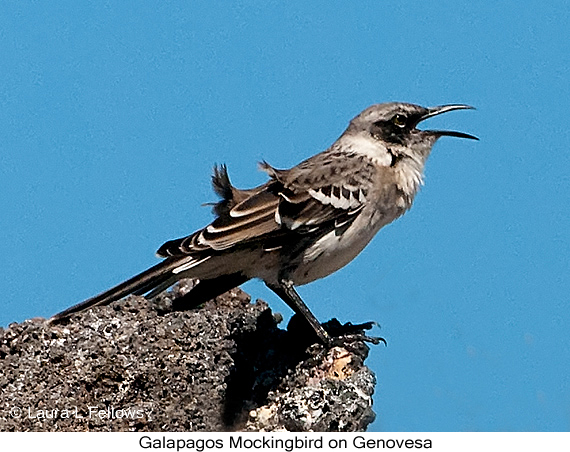 Galapagos Mockingbird - © James F Wittenberger and Exotic Birding LLC