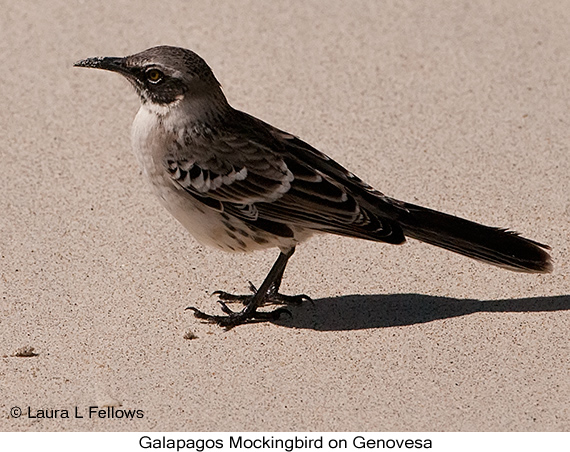 Galapagos Mockingbird - © The Photographer and Exotic Birding LLC
