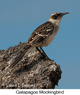 Galapagos Mockingbird - © Laura L Fellows and Exotic Birding LLC