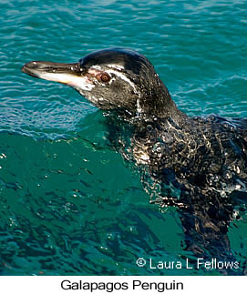 Galapagos Penguin - © Laura L Fellows and Exotic Birding LLC