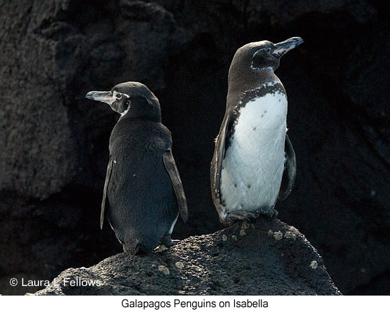 Galapagos Penguin - © James F Wittenberger and Exotic Birding LLC