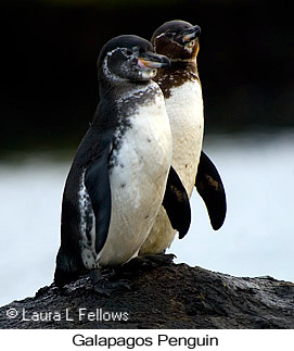 Galapagos Penguin - © Laura L Fellows and Exotic Birding LLC