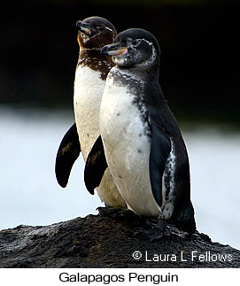 Galapagos Penguin - © Laura L Fellows and Exotic Birding LLC