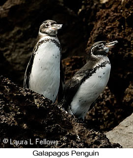 Galapagos Penguin - © Laura L Fellows and Exotic Birding LLC