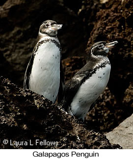Galapagos Penguin - © Laura L Fellows and Exotic Birding LLC Galapagos Penguin - © Laura L Fellows and Exotic Birding LLC