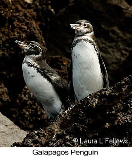 Galapagos Penguin - &copy; Laura L Fellows and Exotic Birding Tours