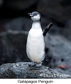 Galapagos Penguin - © Laura L Fellows and Exotic Birding LLC