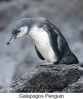 Galapagos Penguin - © Laura L Fellows and Exotic Birding LLC