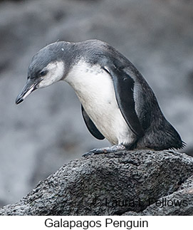 Galapagos Penguin - © Laura L Fellows and Exotic Birding LLC Galapagos Penguin - © Laura L Fellows and Exotic Birding LLC