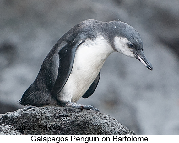 Galapagos Penguin - © James F Wittenberger and Exotic Birding LLC