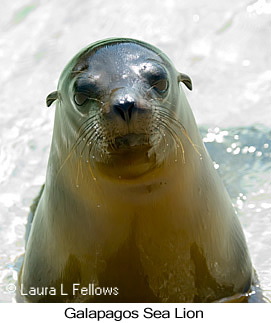 Galapagos Sea Lion - © Laura L Fellows and Exotic Birding LLC