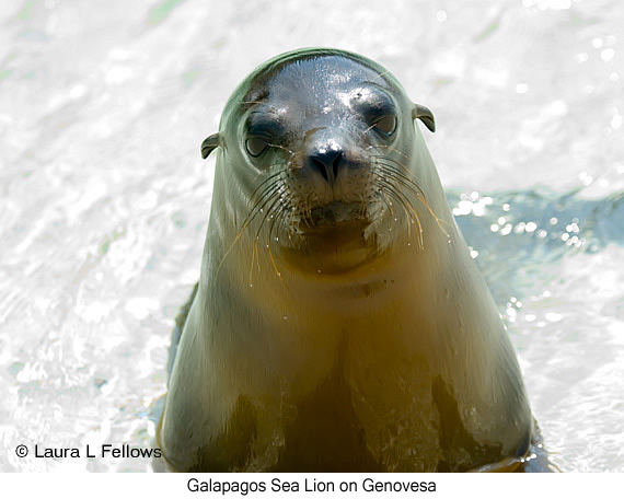 Galapagos Sea Lion - © Laura L Fellows and Exotic Birding LLC