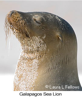 Galapagos Sea Lion - © Laura L Fellows and Exotic Birding LLC Galapagos Sea Lion - © Laura L Fellows and Exotic Birding LLC