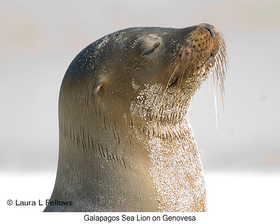 Galapagos Sea Lion - © Laura L Fellows and Exotic Birding LLC