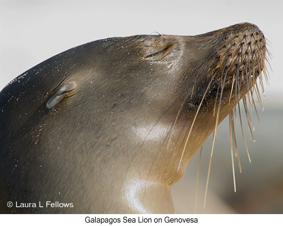 Galapagos Sea Lion - © James F Wittenberger and Exotic Birding LLC