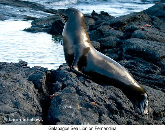 Galapagos Sea Lion - © Laura L Fellows and Exotic Birding LLC