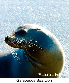 Galapagos Sea Lion - © Laura L Fellows and Exotic Birding LLC