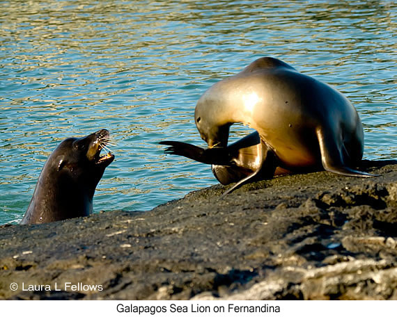 Galapagos Sea Lion - © James F Wittenberger and Exotic Birding LLC