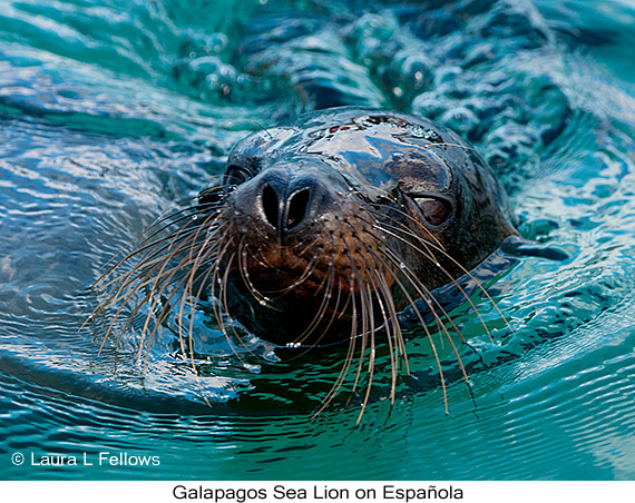 Galapagos Sea Lion - © James F Wittenberger and Exotic Birding LLC