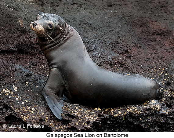 Galapagos Sea Lion - © The Photographer and Exotic Birding LLC