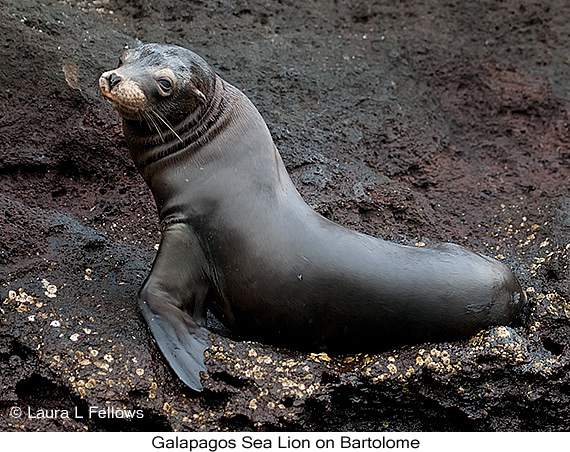 Galapagos Sea Lion - © James F Wittenberger and Exotic Birding LLC