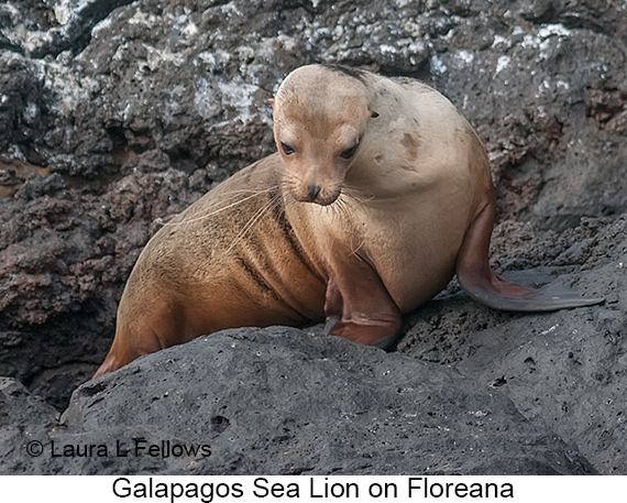 Galapagos Sea Lion - © James F Wittenberger and Exotic Birding LLC Galapagos Sea Lion - © James F Wittenberger and Exotic Birding LLC