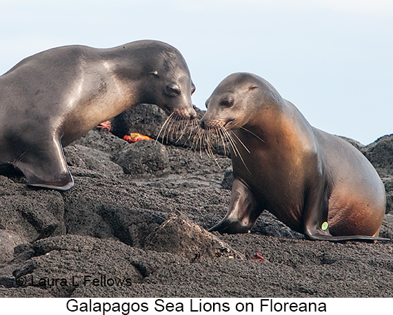 Galapagos Sea Lion - © James F Wittenberger and Exotic Birding LLC