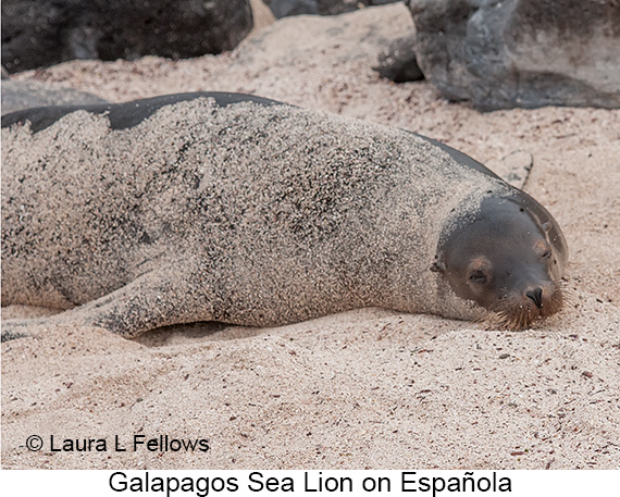 Galapagos Sea Lion - © The Photographer and Exotic Birding LLC