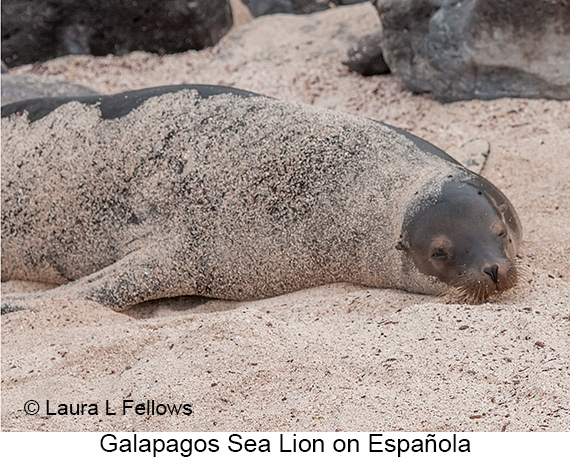 Galapagos Sea Lion - © James F Wittenberger and Exotic Birding LLC