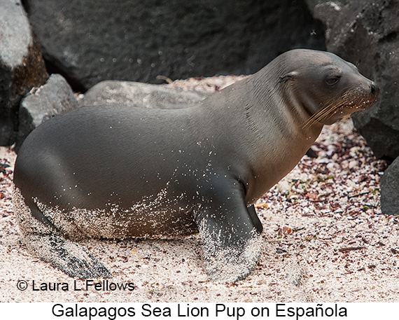 Galapagos Sea Lion - © James F Wittenberger and Exotic Birding LLC