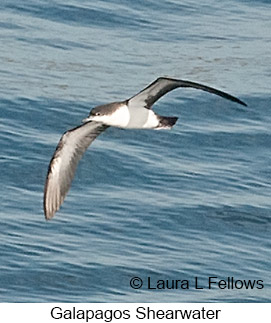 Galapagos Shearwater - © Laura L Fellows and Exotic Birding LLC