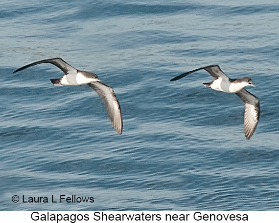 Galapagos Shearwater - © James F Wittenberger and Exotic Birding LLC
