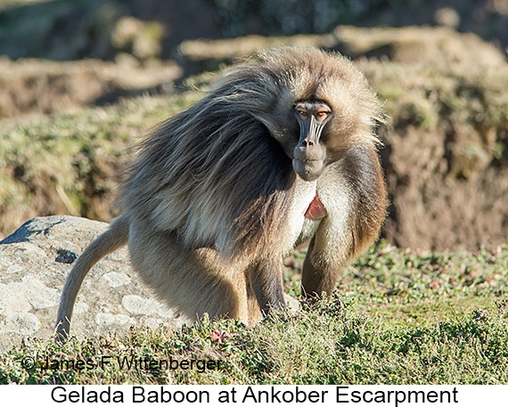 Gelada - © James F Wittenberger and Exotic Birding LLC