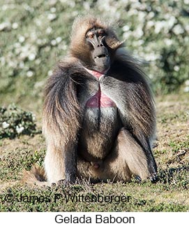 Gelada - © James F Wittenberger and Exotic Birding LLC