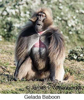 Gelada - © James F Wittenberger and Exotic Birding LLC