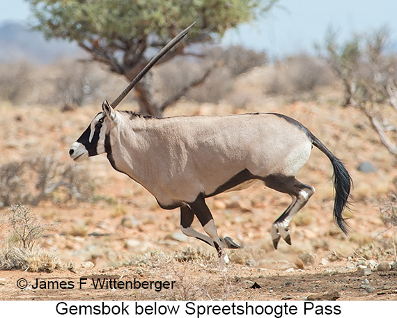 Gemsbok - © James F Wittenberger and Exotic Birding LLC