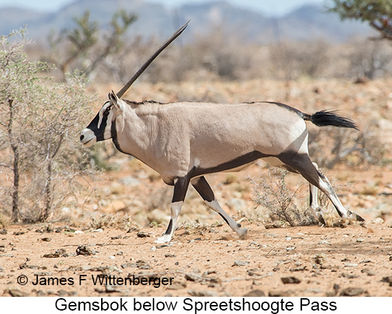 Gemsbok - © James F Wittenberger and Exotic Birding LLC