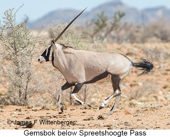Gemsbok - © James F Wittenberger and Exotic Birding LLC Gemsbok - © James F Wittenberger and Exotic Birding LLC