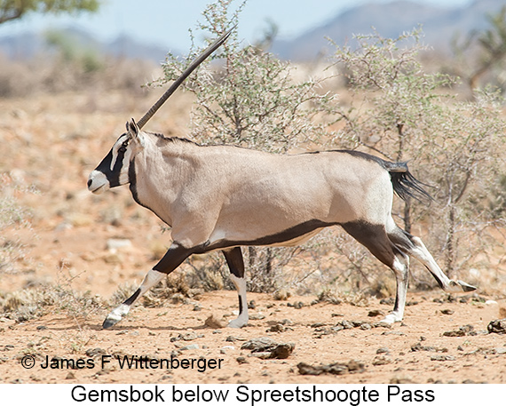 Gemsbok - © James F Wittenberger and Exotic Birding LLC Gemsbok - © James F Wittenberger and Exotic Birding LLC