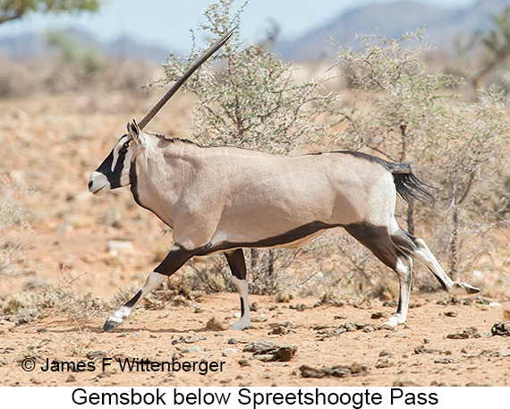 Gemsbok - © James F Wittenberger and Exotic Birding LLC