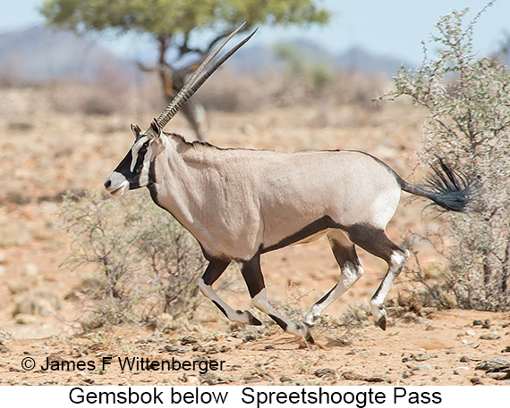 Gemsbok - © James F Wittenberger and Exotic Birding LLC